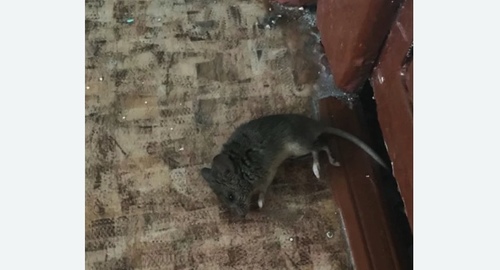 Дезинфекция от мышей в Карасуке